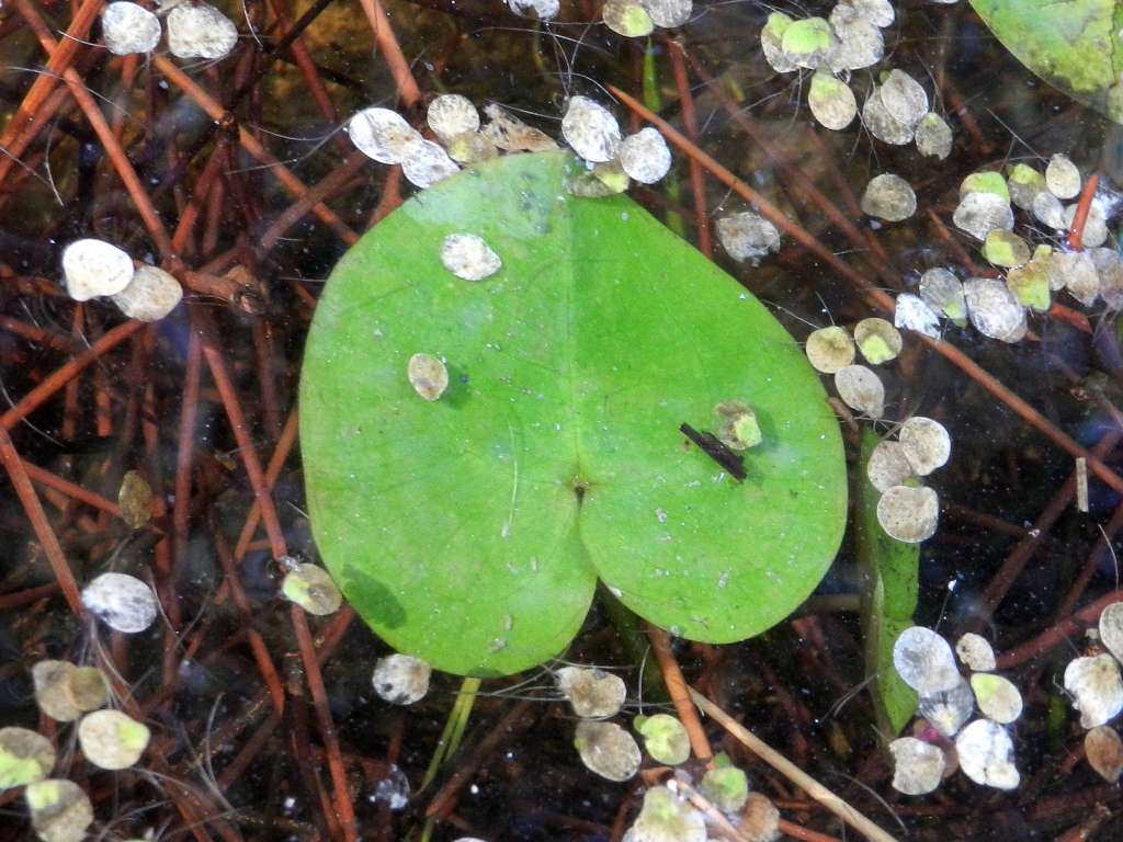 Hydrocharis morsus-ranae